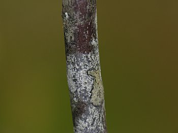 Bear Huckleberry (Gaylussacia ursina)