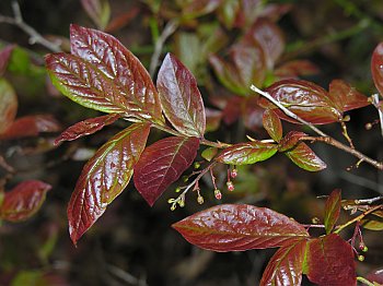 Bear Huckleberry (Gaylussacia ursina)