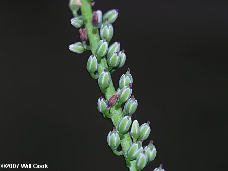 Galax (Galax urceolata) fruits