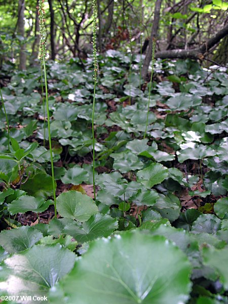 Galax (Galax urceolata)