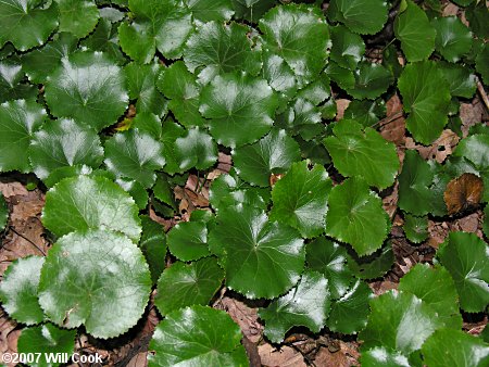 Galax (Galax urceolata)