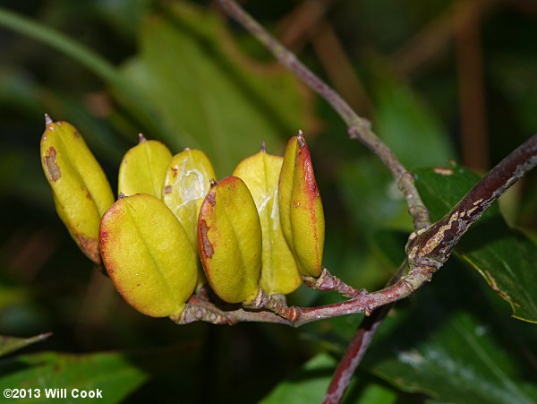 Carolina Jessamine (Gelsemium sempervirens) fruit capsule