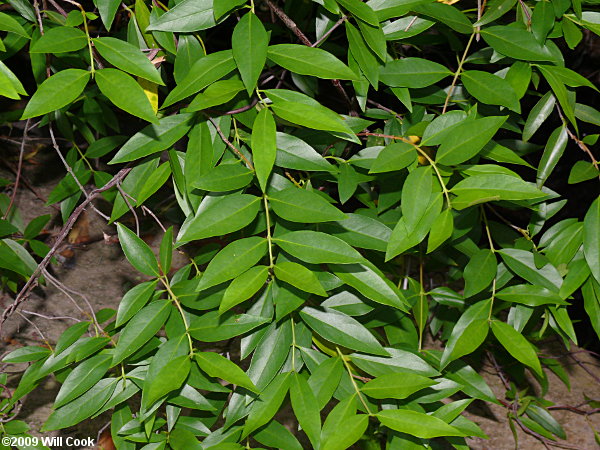Carolina Jessamine (Gelsemium sempervirens) leaves