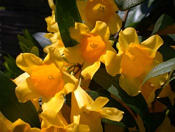 Carolina Jessamine (Gelsemium sempervirens)