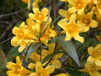 Carolina Jessamine (Gelsemium sempervirens)