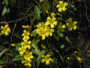 Carolina Jessamine (Gelsemium sempervirens)