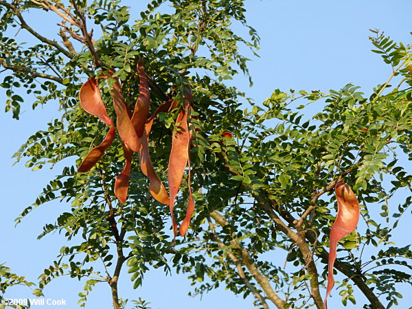 Honeylocust (Gleditsia triacanthos)