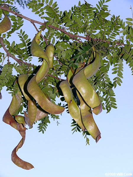 Honeylocust (Gleditsia triacanthos)