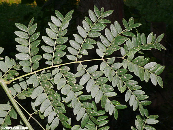 Honeylocust (Gleditsia triacanthos)