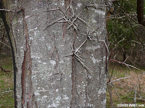 Honeylocust (Gleditsia triacanthos) bark