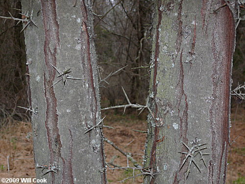 Honeylocust (Gleditsia triacanthos) bark