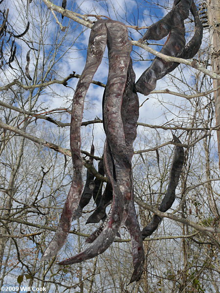 Honeylocust (Gleditsia triacanthos) pods