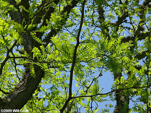 Honeylocust (Gleditsia triacanthos)