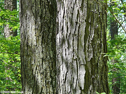 Honeylocust (Gleditsia triacanthos) bark