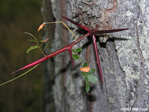 Honeylocust (Gleditsia triacanthos)