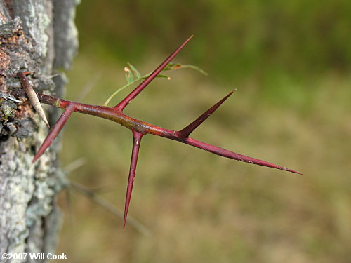 Honeylocust (Gleditsia triacanthos)