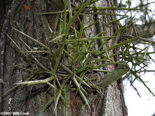 Honeylocust (Gleditsia triacanthos)