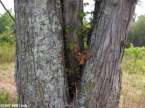 Honeylocust (Gleditsia triacanthos)