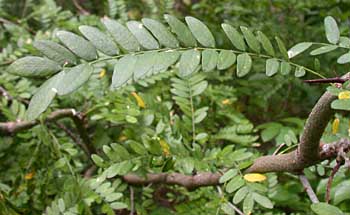 Honeylocust (Gleditsia triacanthos)