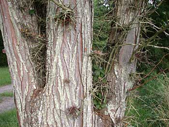Honeylocust (Gleditsia triacanthos)