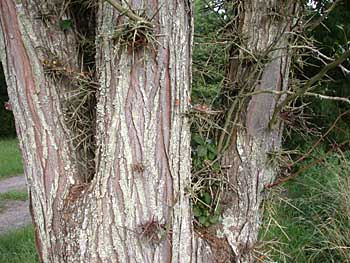 Honeylocust (Gleditsia triacanthos)