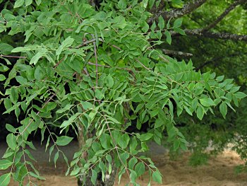 Kentucky Coffeetree (Gymnocladus dioicus)