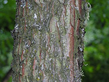 Kentucky Coffeetree (Gymnocladus dioicus)