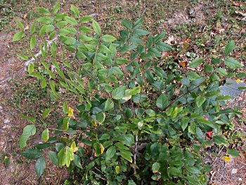 Kentucky Coffeetree (Gymnocladus dioicus)