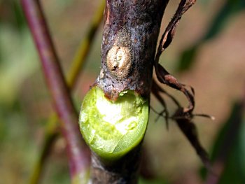 Kentucky Coffeetree (Gymnocladus dioicus)