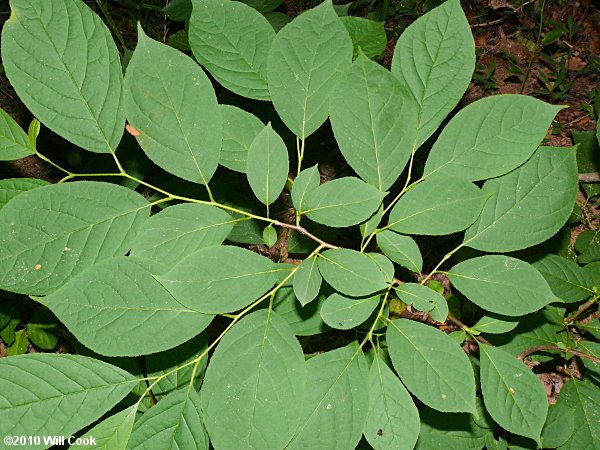 Common Silverbell (Halesia tetraptera)