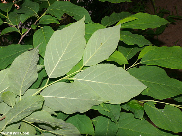 Common Silverbell (Halesia tetraptera)