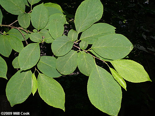 Common Silverbell (Halesia tetraptera)