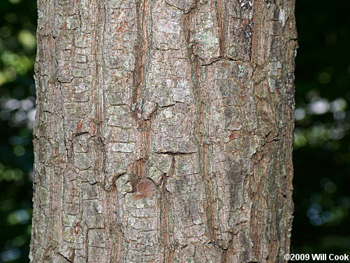 Common Silverbell (Halesia tetraptera) bark