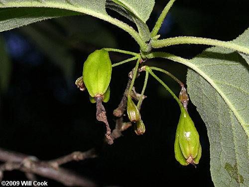 Common Silverbell (Halesia tetraptera)