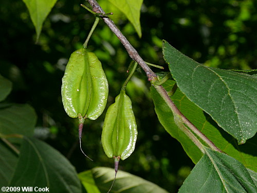 Common Silverbell (Halesia tetraptera)