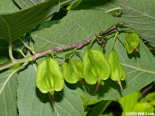 Common Silverbell (Halesia tetraptera)