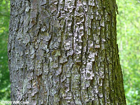 Mountain Silverbell (Halesia tetraptera var. monticola)