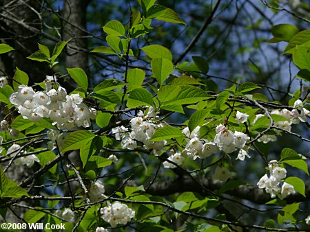 Mountain Silverbell (Halesia tetraptera var. monticola)