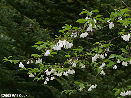 Mountain Silverbell (Halesia tetraptera var. monticola)