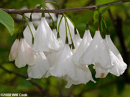 Mountain Silverbell (Halesia tetraptera var. monticola)