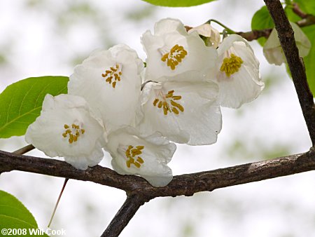 Mountain Silverbell (Halesia tetraptera var. monticola)