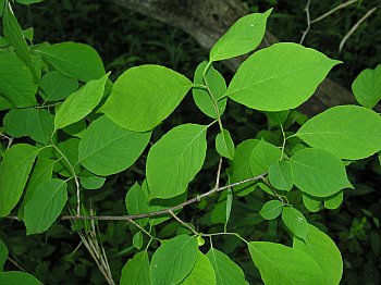 Common Silverbell (Halesia tetraptera)