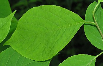 Common Silverbell (Halesia tetraptera)