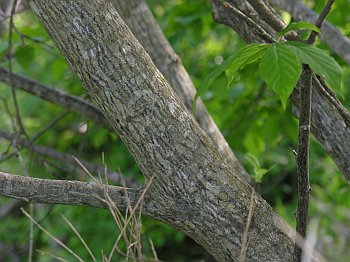 Common Silverbell (Halesia tetraptera)