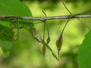 Common Silverbell (Halesia tetraptera)