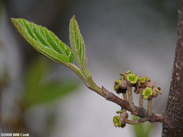 American Witchhazel (Hamamelis virginiana) leaves