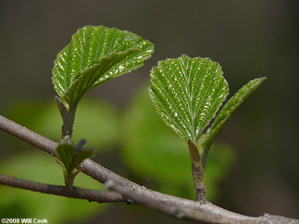 American Witchhazel (Hamamelis virginiana) leaves