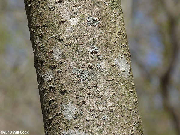 American Witchhazel (Hamamelis virginiana) bark