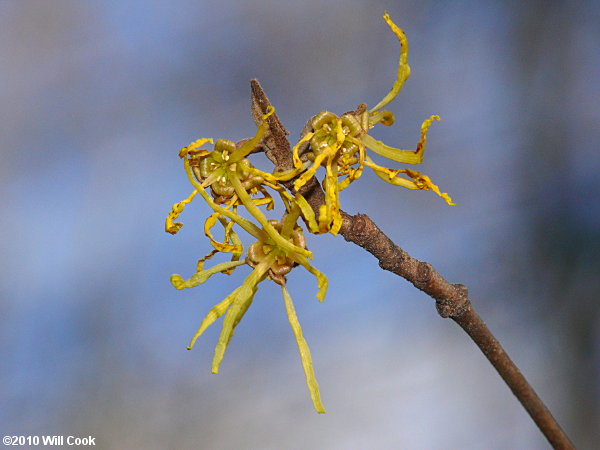 American Witchhazel (Hamamelis virginiana) flowers