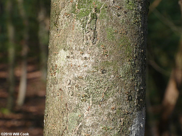 American Witchhazel (Hamamelis virginiana) bark